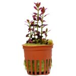 Rotala ramosior "Florida"