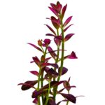 Rotala ramosior "Florida" – Bild 2