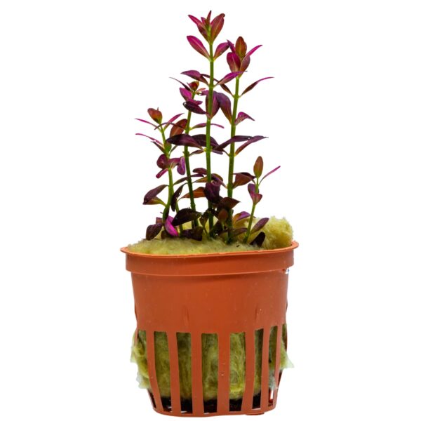 Rotala ramosior "Florida"