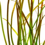 Vallisneria sp.  "Rubra" – Bild 2