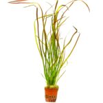 Vallisneria sp.  "Rubra"