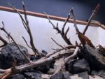 Hardscape - Vorschlag C - 150cm – Bild 5