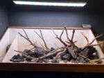 Hardscape - Vorschlag C - 150cm