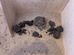 Hardscape - Vorschlag G - 45P – Bild 5