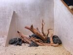 Hardscape - Vorschlag G - 45P
