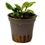 Cryptocoryne lutea 'Hobbit'