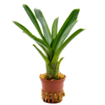Neoregelia ampullacea sp.