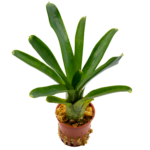 Neoregelia ampullacea sp. – Bild 2