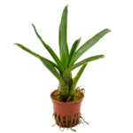 Neoregelia ampullacea sp. – Bild 3