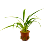 Chlorophytum laxum