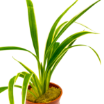Chlorophytum laxum – Bild 2