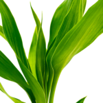 Dracaena sanderiana – Bild 2