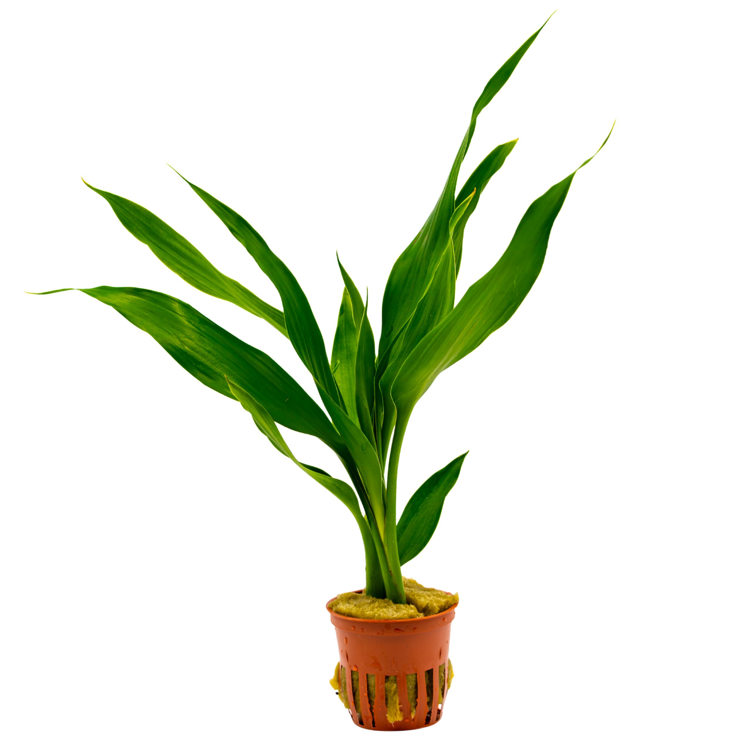 Dracaena sanderiana (2) Dracaena sanderiana – Bild 1