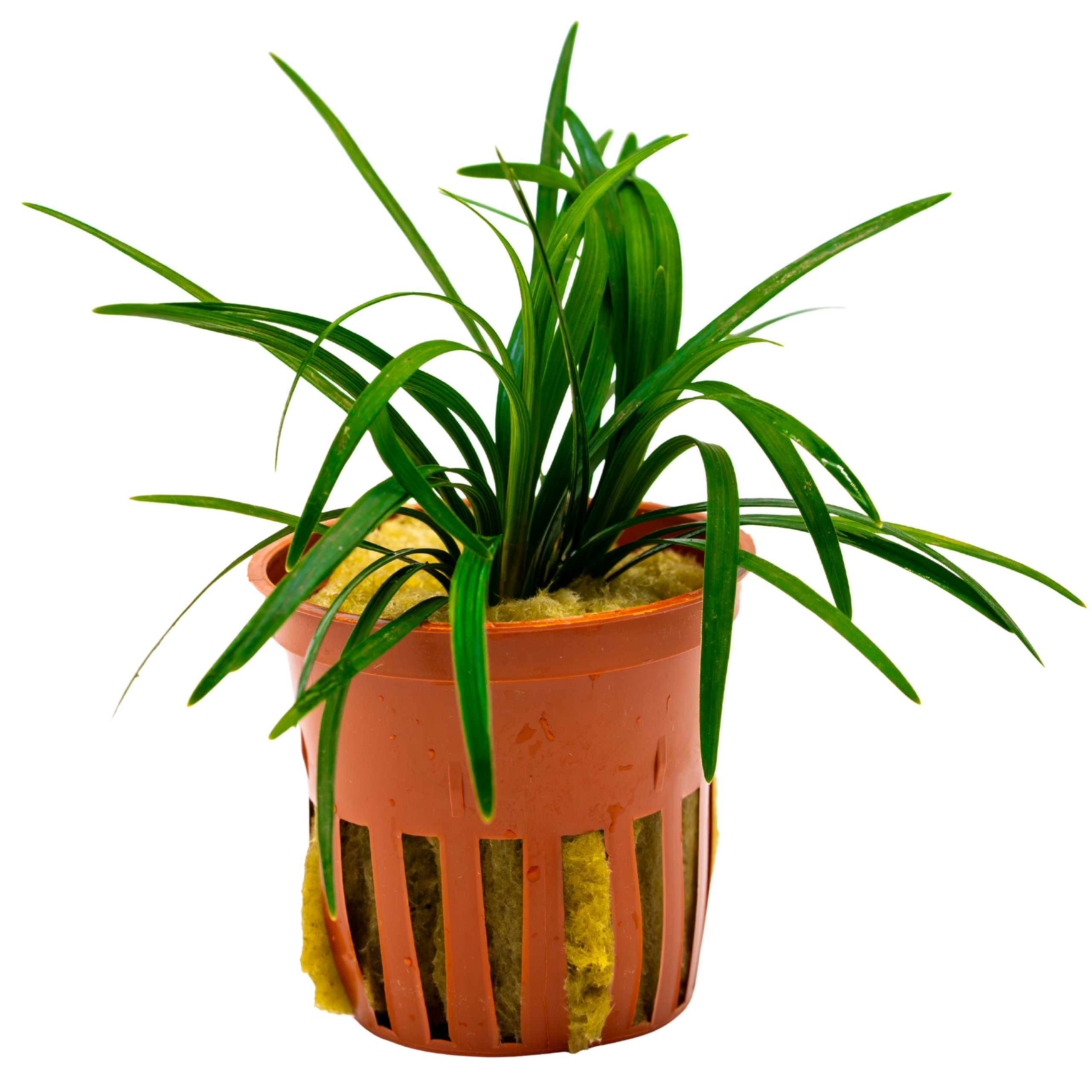 Ophiopogon japonicus ‚Kyoto Dwarf‘ (2) Ophiopogon japonicus 'Kyoto Dwarf' – Bild 1