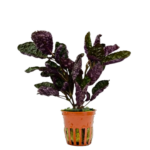 Hemigraphis alternata 'Exotica'