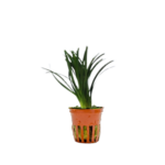 Ophiopogon japonicus 'Kyoto Dwarf'