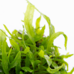 Microsorum pteropus 'Narrow' – Bild 2
