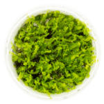 Solenostoma tetragonum 'Pearl Moss' – Bild 2