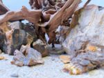 Hardscape - Vorschlag E - 60P (mit herausragenden Elementen) – Bild 5