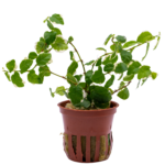 Ficus pumila 'Variegata'