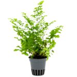 Adiantum ‘Fritz Luthi’