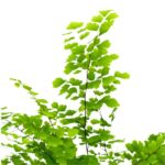 Adiantum ‘Fritz Luthi’ – Bild 2