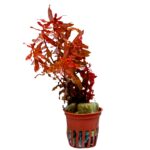 Ludwigia inclinata red