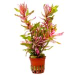 Rotala macrandra "Kochi"