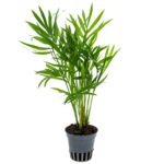 Chamaedorea elegans