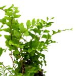Didymochlaena truncatula – Bild 2