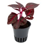 Iresine 'Bloodleaf'