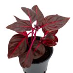 Iresine 'Bloodleaf' – Bild 2