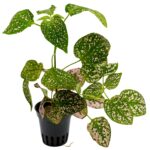 Hypoestes phyllostachya ‘Pink’