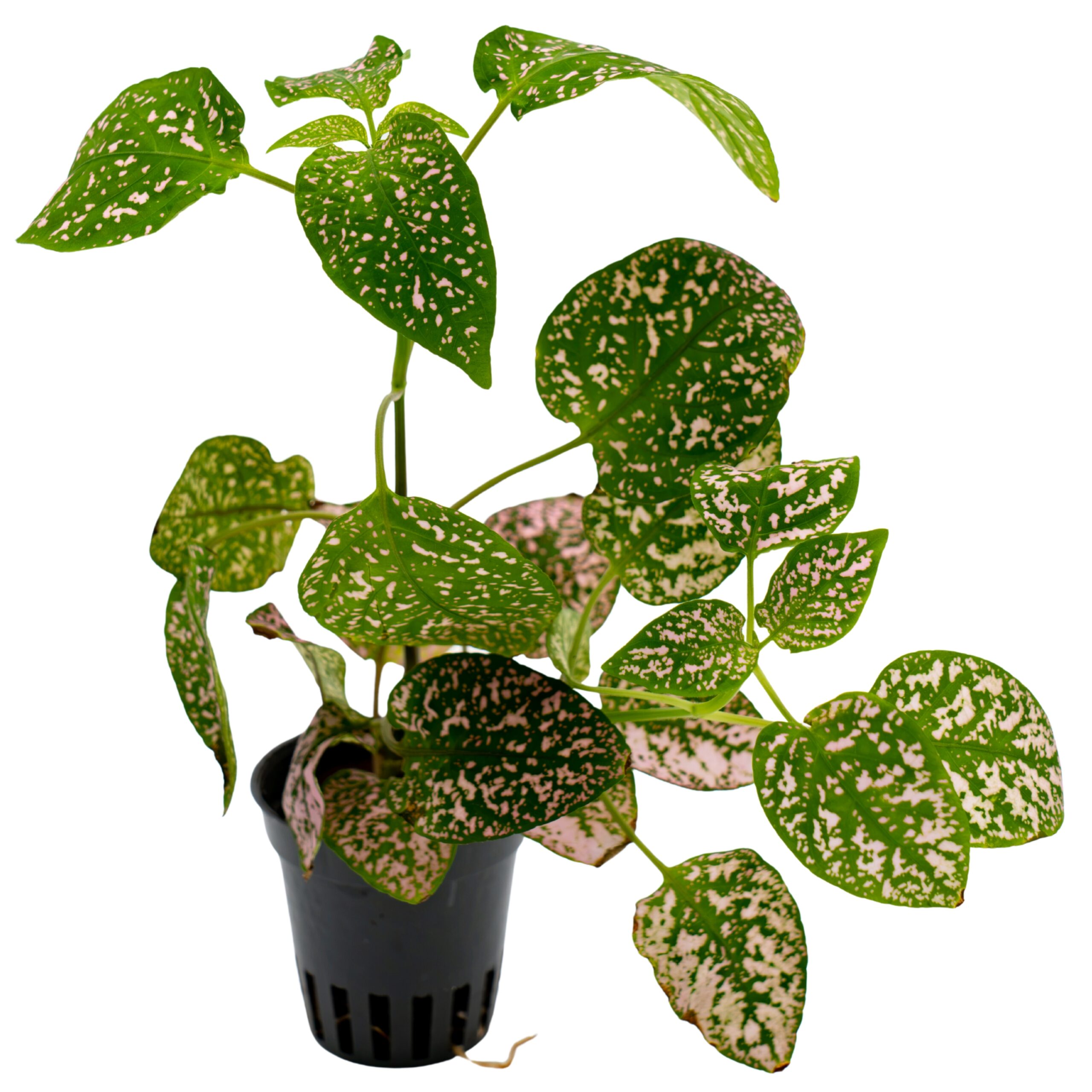 Hypoestes phyllostachya 'pink' Hypoestes phyllostachya ‘Pink’ – Bild 1