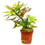 Ludwigia polycarpa