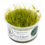 Plagiomnium sp. 'Thyme Moss'