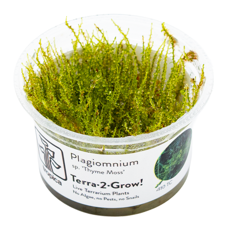 Plagiomnium sp. 'Thyme Moss' Plagiomnium sp. 'Thyme Moss' – Bild 1