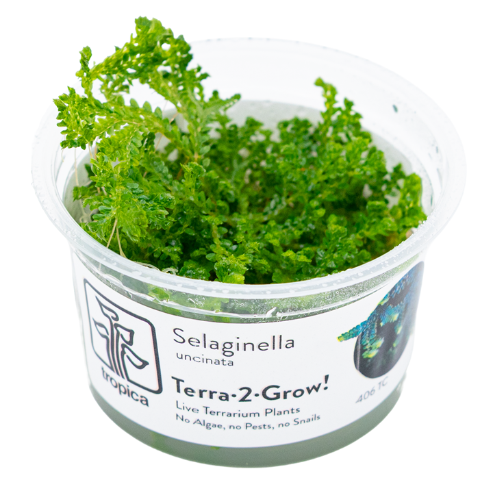 Selaginella uncinata Selaginella uncinata – Bild 1