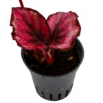 Begonia rex ‘Red Kiss‘