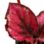 Begonia rex ‘Red Kiss‘ – Bild 2