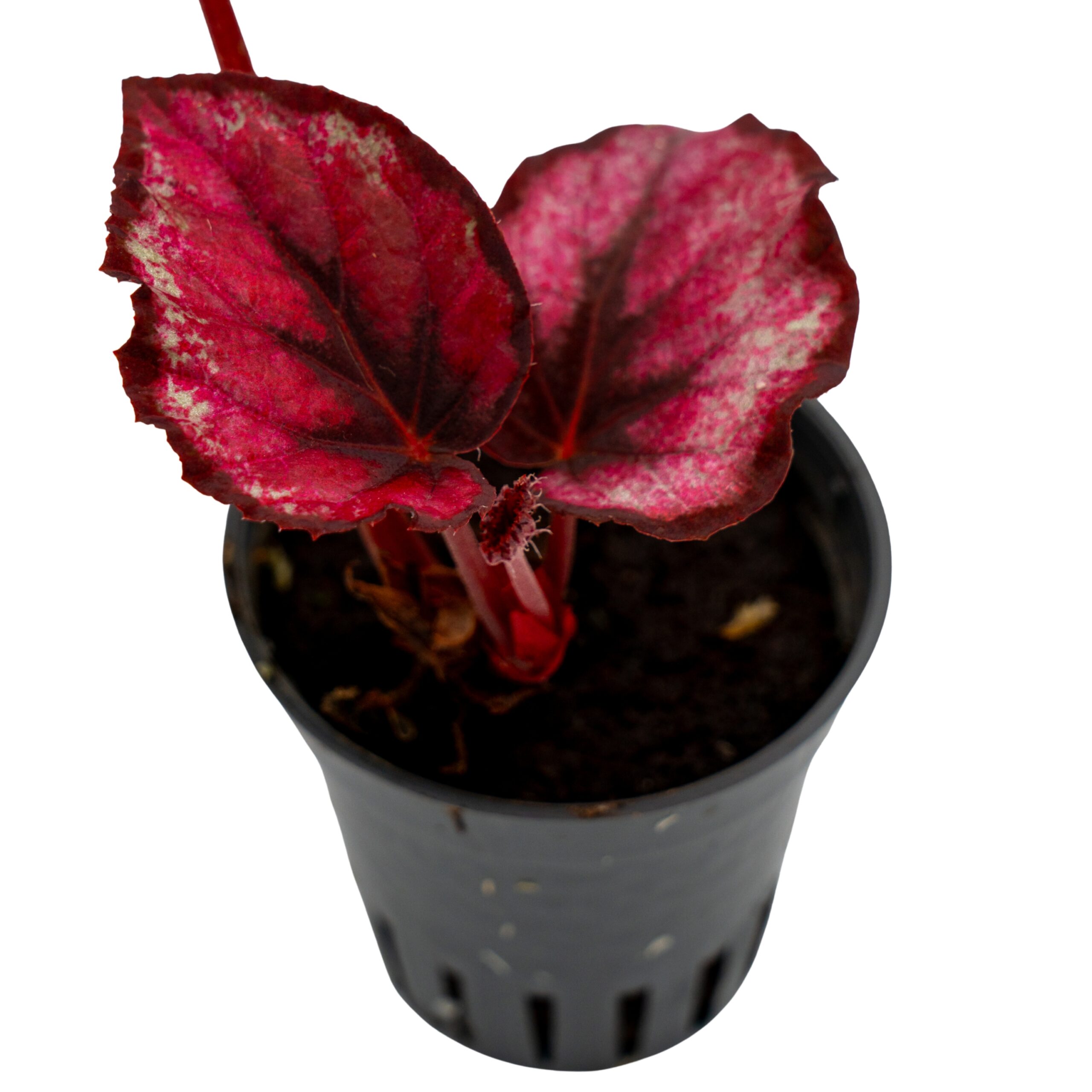 Begonia rex `red kiss` Begonia rex ‘Red Kiss‘ – Bild 1