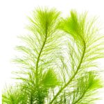 Myriophyllum Simulans – Bild 2