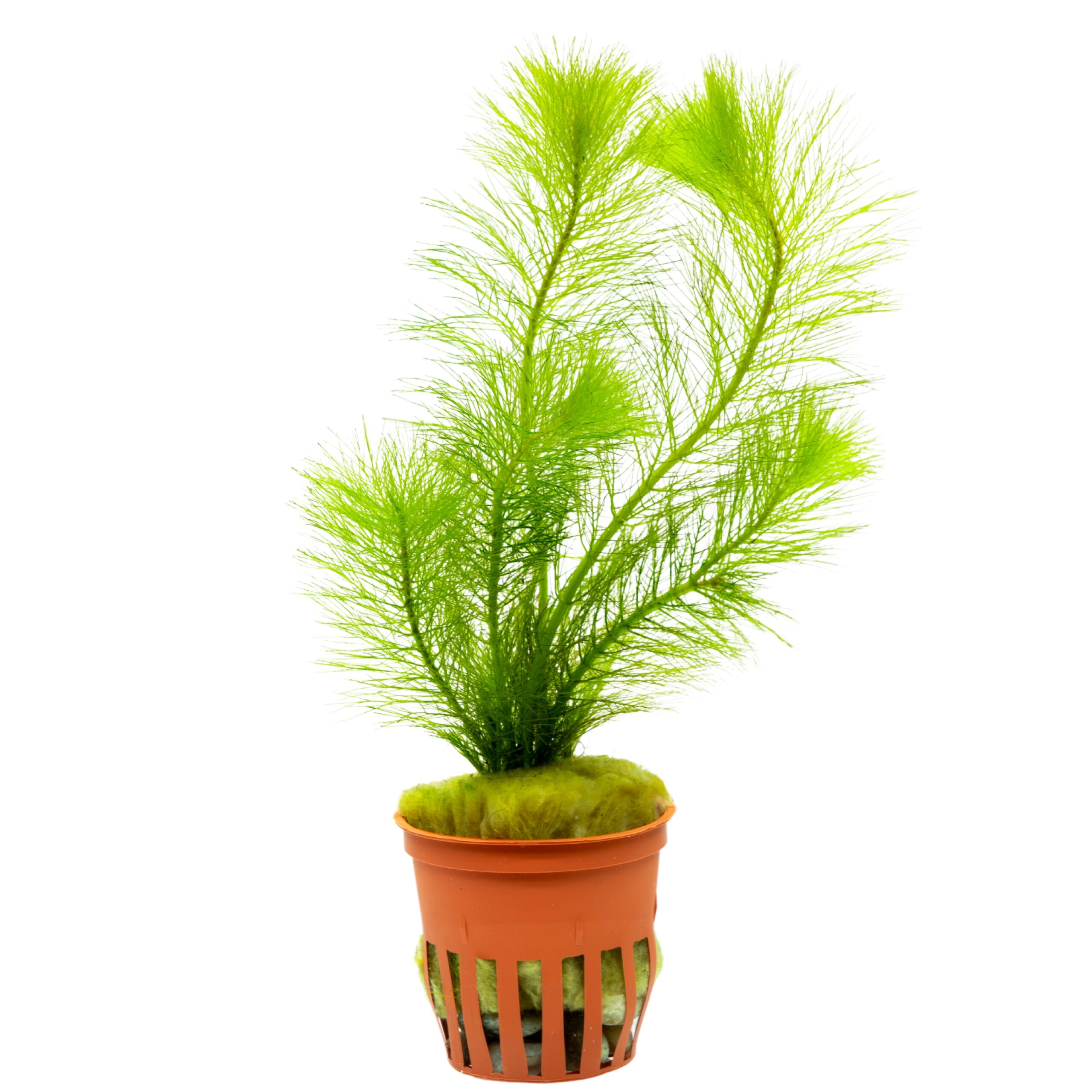 Myriophyllum Simulans (2) Myriophyllum Simulans – Bild 1