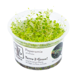 Peperomia prostrata