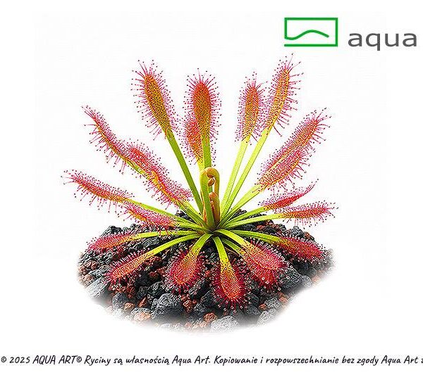 Drosera stolonifera subsp rupicola